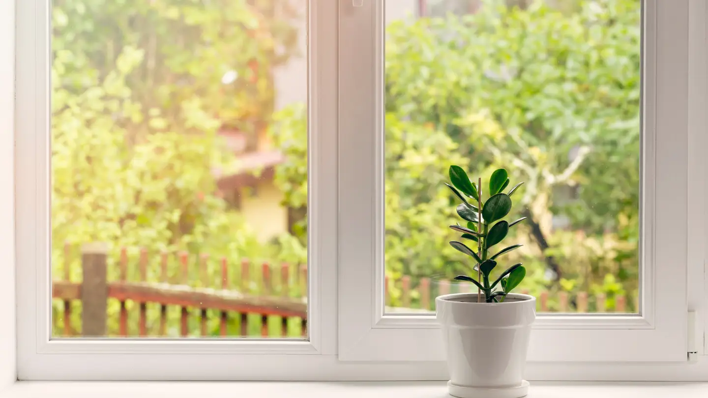 White window with a plant in front looking out to trees.