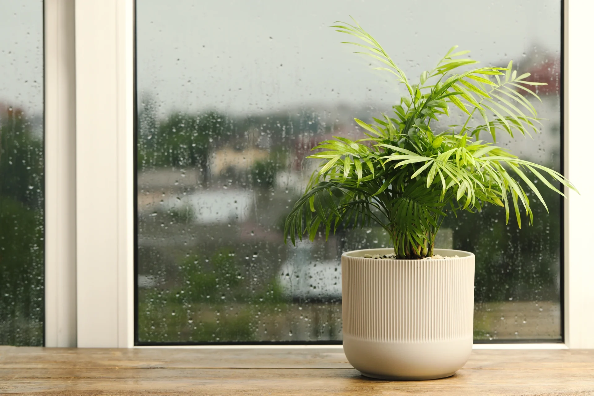 A plant sits on the sill of a seamlessly installed replacement window