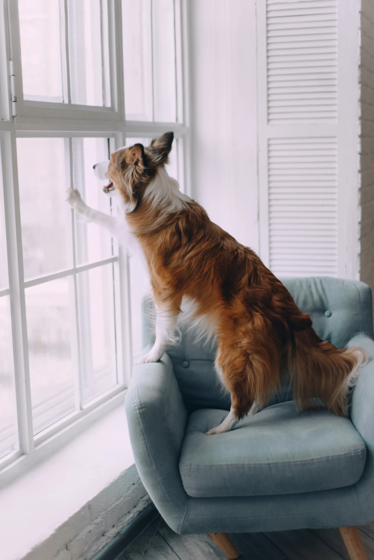 A dog looks out through a new set of beautiful replacement windows with white frames
