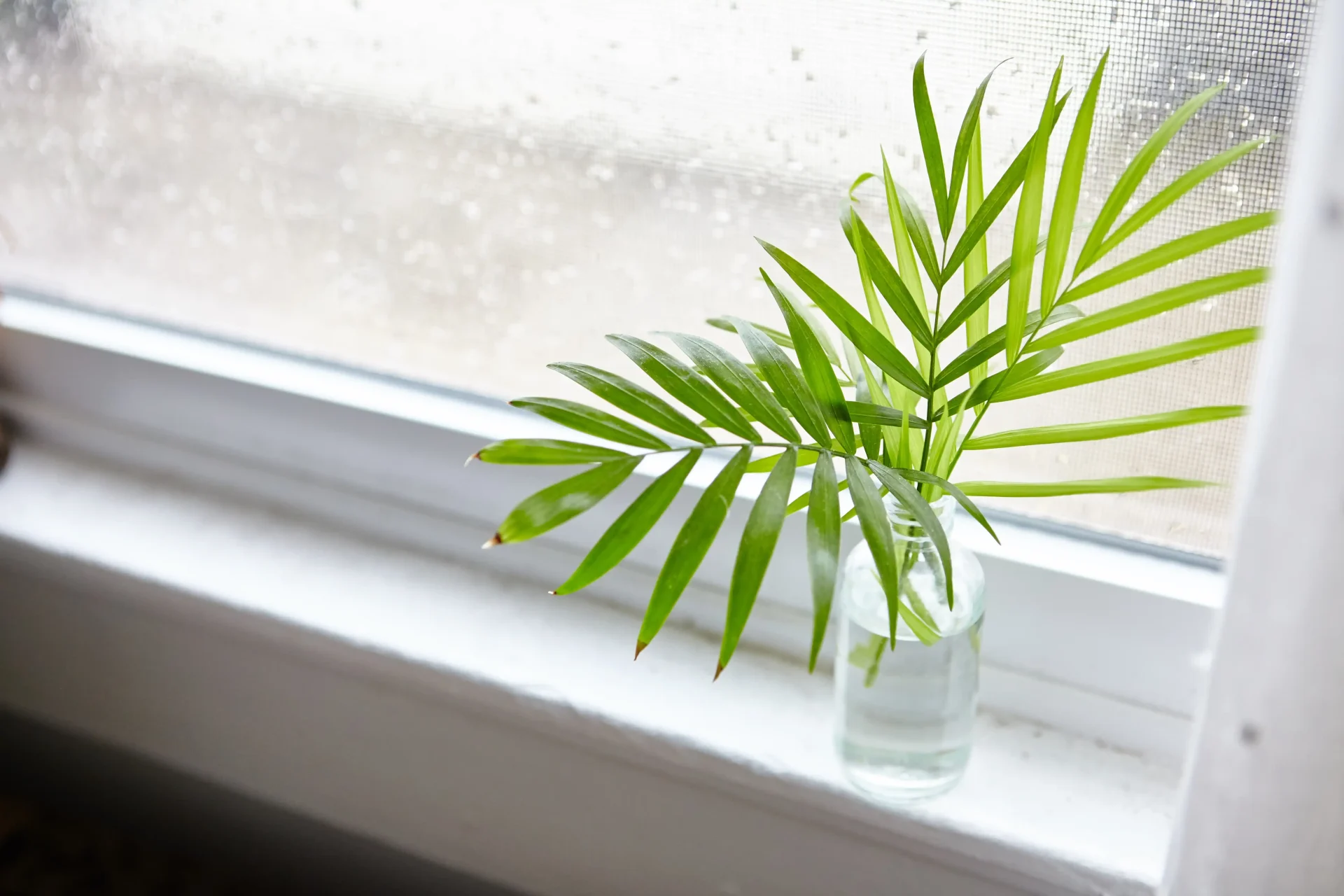 A small palm frond in a vase of water sits in the sill of a vinyl replacement window.