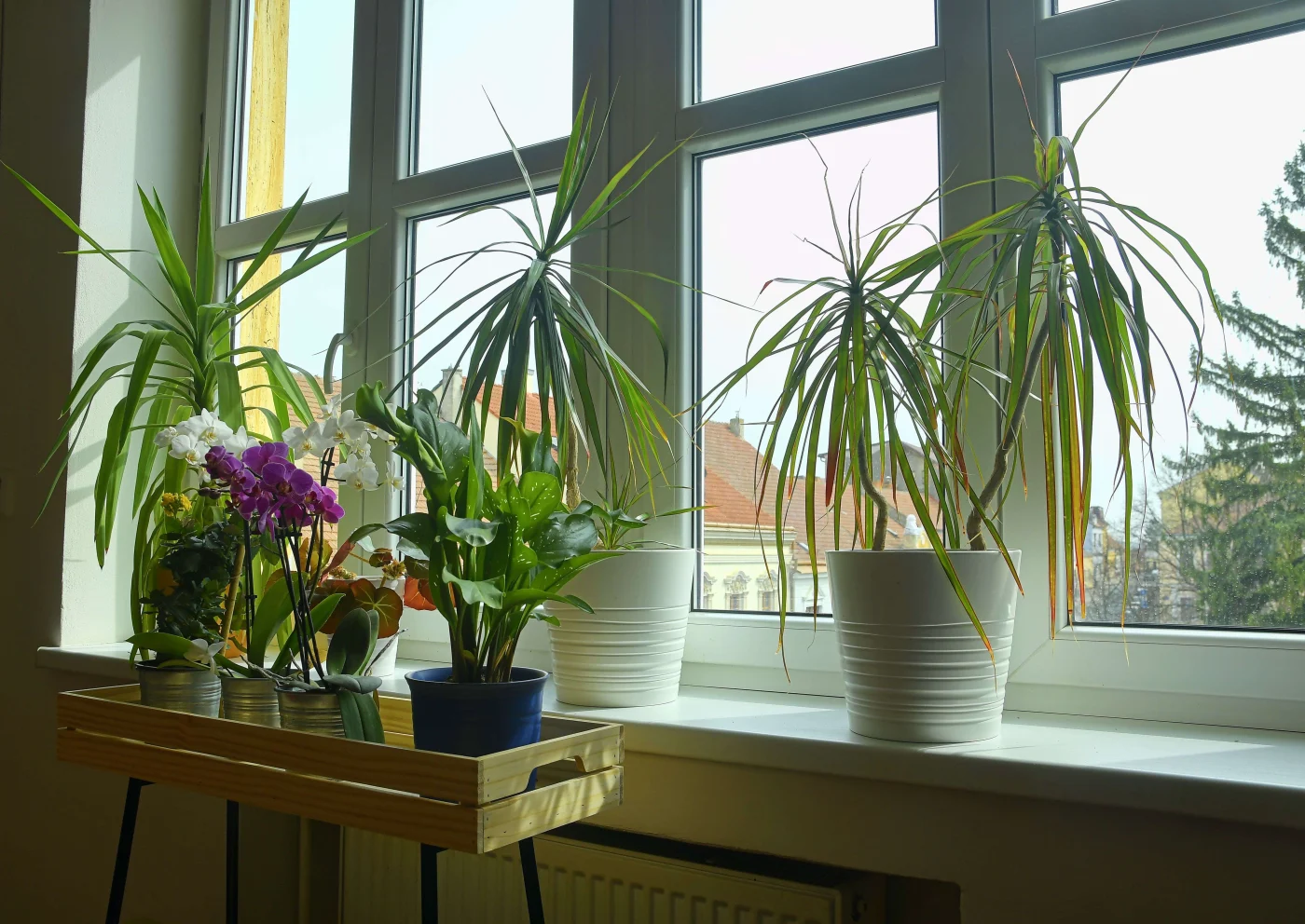 Amazing Replacement Windows in Vilano Beach, FL | Jacksonville Windows & Doors Newly installed white-framed windows with potted plants in the foreground.