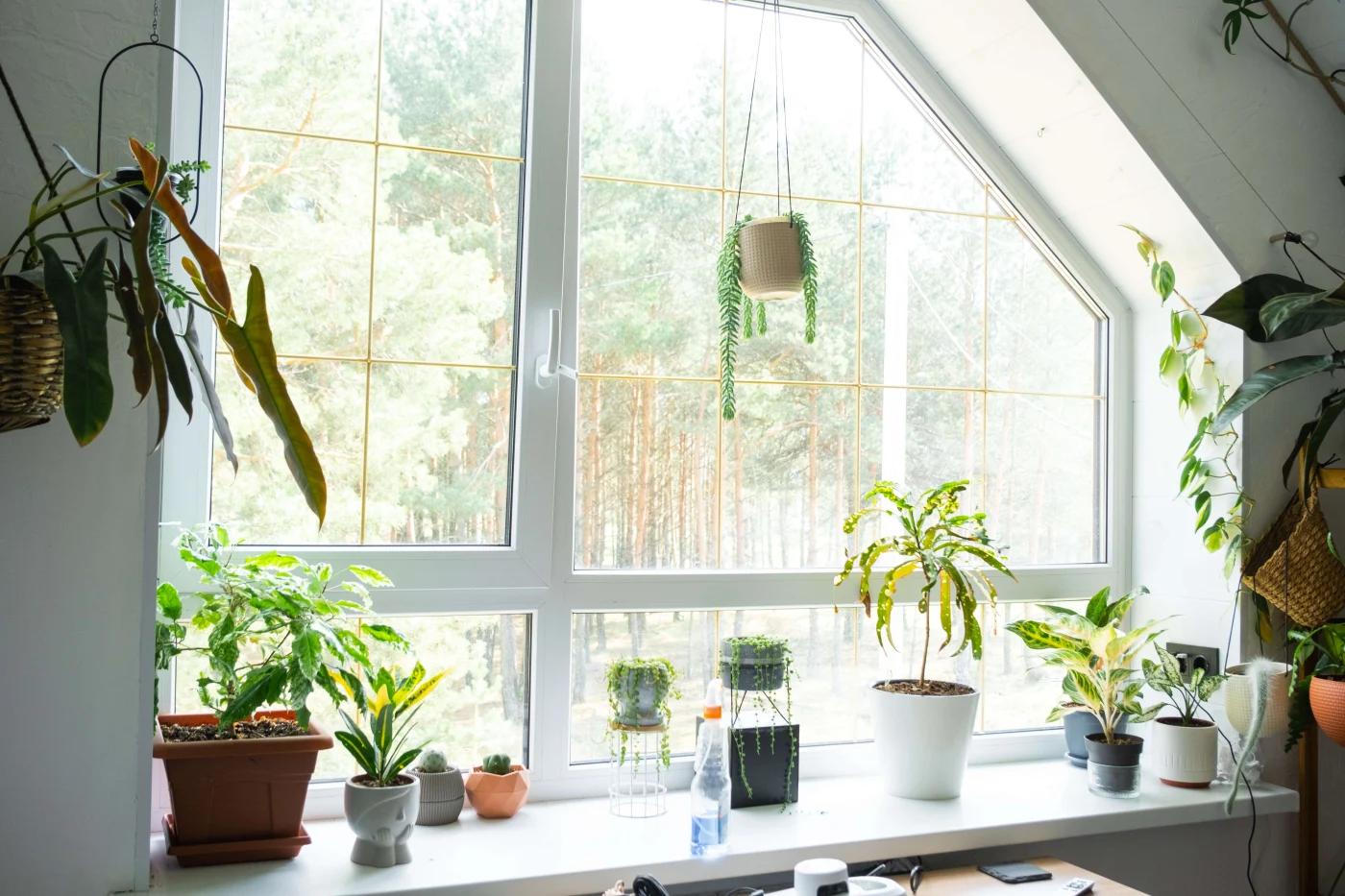 Exceptional Replacement Windows In Vilano Beach FL | Jacksonville Doors & Windows Large white-framed window in a Florida home with plants in the foreground.