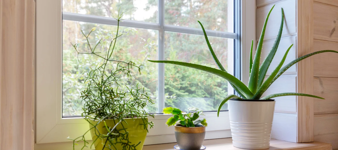 Expert Replacement Windows in Vilano Beach, FL | Jacksonville Doors & Windows A new window with a white frame, with plants in the foreground.